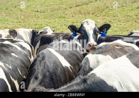 Eine Herde von Kühen, die auf einem Feld zusammen stehen Stockfoto