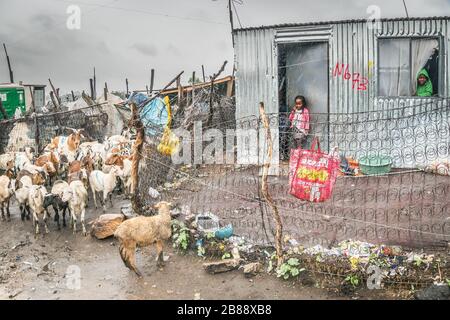 Johannesburg, Südafrika - 5. Dezember 2019 - Soweto Shanty-Stadt; Kinder leben in Zinn Shacks; Tiere auf einer schmutzigen Straße; regnerischer Tag. Stockfoto