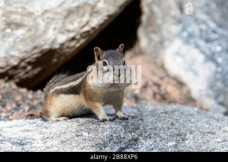 Golden-Manteled Ground Squirrel (Callospermophilus lateralis) thront auf einem Felsen mit seinem Mund voller Nüsse und Wangen, die sich wulsten Stockfoto
