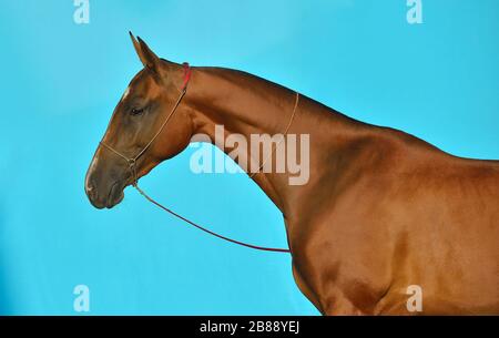 Bay akhal Teke Rassehorse steht in Show-Halter vor türkisblauem Hintergrund. Tierporträt. Innenfotokonzept. Stockfoto
