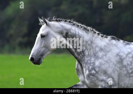 Graues Pferd mit einem beschichteten Geflecht, das auf dem Feld läuft. Tierporträt, Seitenansicht. Stockfoto