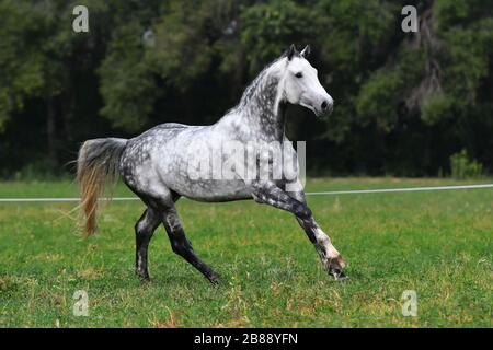 Graues Pferd mit einem beschichteten Geflecht, das auf dem Feld läuft. Stockfoto