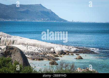 Kapstadt, Südafrika - Nowember 30, 2019 - Penguins am Boulders Beach in der Nähe von Simons Town Stockfoto