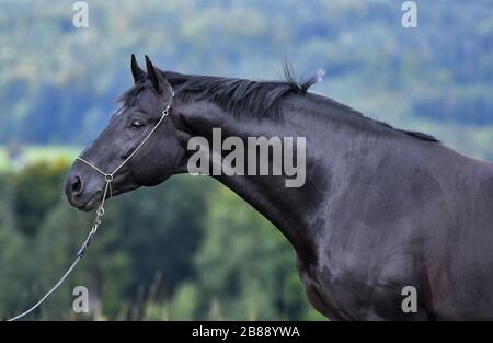 Schwarzes hannoversches Pferd im Schauhalter stehend auf dem Feld. Tierporträt im Nahaufnahme. Stockfoto