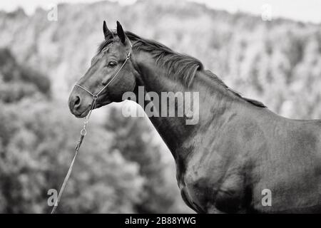 Schwarzes hannoversches Pferd im Schauhalter stehend auf dem Feld. Tierporträt Nahaufnahme, schwarz-weiß. Stockfoto