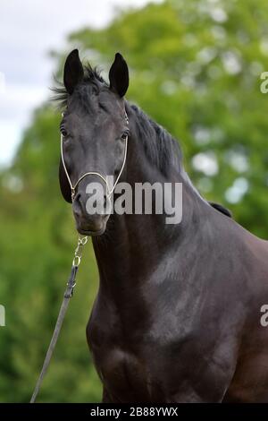 Schwarzes hannoversches Pferd im Schauhalter stehend auf dem Feld. Tierporträt im Nahaufnahme. Stockfoto