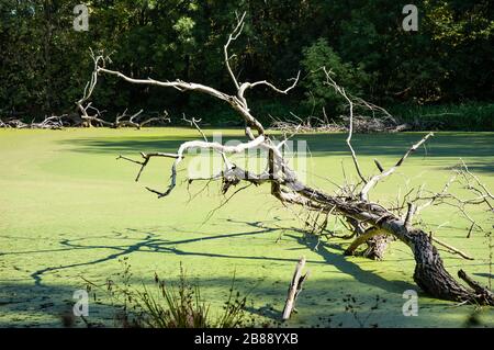 Altes Treibholz sticht an einem sonnigen warmen Sommertag aus grünem Duckweed-See auf einem Grund von grünen Bäumen hervor, die am Ufer wachsen. Konzept des natürlichen q Stockfoto