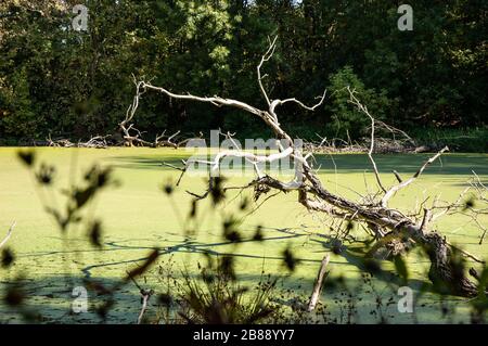 Altes Treibholz sticht an einem sonnigen warmen Sommertag aus grünem Duckweed-See auf einem Grund von grünen Bäumen hervor, die am Ufer wachsen. Konzept des natürlichen q Stockfoto