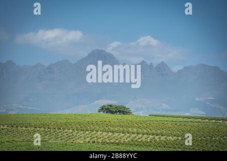 In der Nähe von Stellenbosch, Provinz Westkap-Provinz, Südafrika - 1. Dezember 2019 - Blick über Weinberge mit dem Simonsberg im Hintergrund Stockfoto