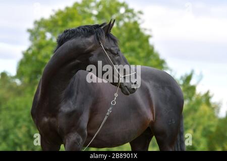 Schwarzes hannoversches Pferd im Schauhalter stehend auf dem Feld. Tierporträt im Nahaufnahme. Stockfoto