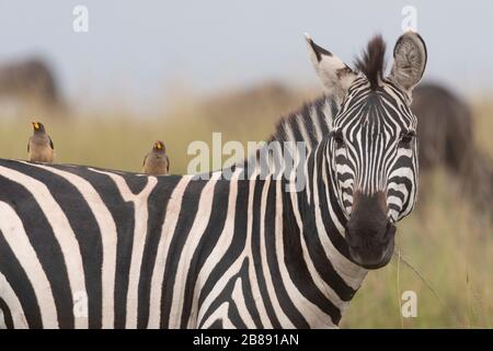 Zebra im Masai Mara National Reserve. Kenia Stockfoto