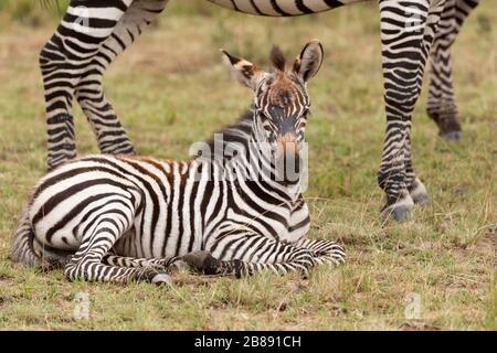 Zebra im Masai Mara National Reserve. Kenia Stockfoto