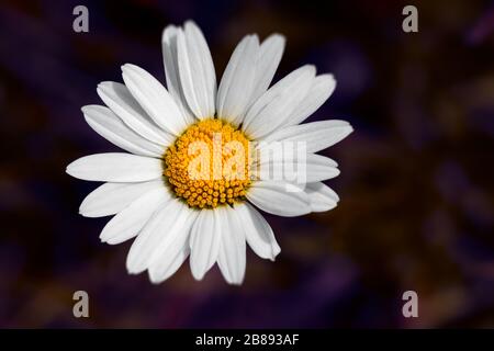 Wilde bunte Bergblumen mit schönem Bokeh Stockfoto