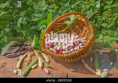Butterbohnen oder limabohnen in einem Korb. Landwirtschaft und Erntekonzept Stockfoto