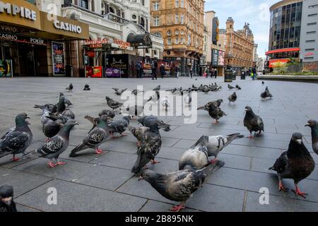 London, Großbritannien. März 2020. Tauben übertrifft die Menschen auf einem fast menschenleeren Leicester Square, einem Gebiet, das normalerweise voller Aktivität ist. Stockfoto