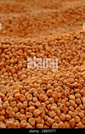 Pisum sativum als Hintergrund. Haufen getrockneter Erbsen Stockfoto