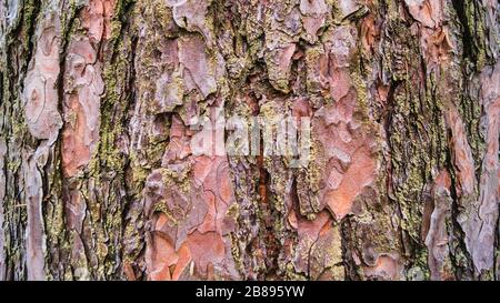 Kiefernrinde mit grünem Moos, das im Winter wie eine Textur in einem Wald aussieht Stockfoto