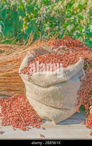 Sorghumsamen im Beutel. Sorghum bicolor Hintergrund. Stockfoto