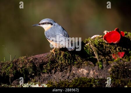 Kleiber Stockfoto