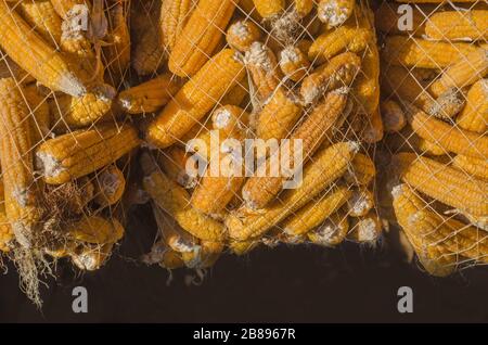 Mais in Tüten, die auf einem Bauernhof hängen, um zu trocknen. Körner reifen Maises. Stockfoto