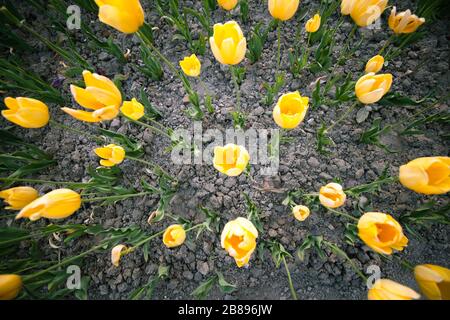 Wunderschönes Mesmerisierfeld mit gelben Tulpen im Zentrum einer Parake und jahrhundertealten Bäumen an einem sonnigen und warmen Sommertag. Konzept von gr Stockfoto