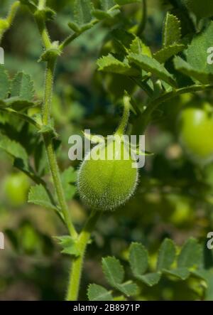 Linsen Pflanze wächst. Lens culinaris. Stockfoto