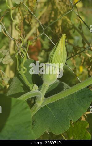 Cucurbita ficifolia. Asiatischer Kürbis. Abb. Lamellenblatt Gourd. Cucurbita Kürbis Kürbisse Laub Stockfoto