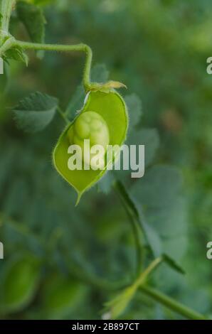 Makrofoto, grüne Schoten und Bohne, "cicer Arietinum". Kichererbsenschoten Blätter und Bohnen im Haus wachsen Garten. Grünes Feld für Kichererbsen Stockfoto