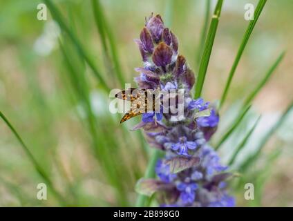 Nahaufnahme des Schmetterlings auf der violetten Blume Stockfoto