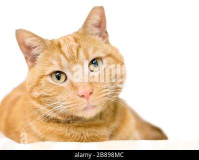 Eine orangefarbene Kurzhaarkatze mit linkem Ohr, die darauf hinweist, dass sie als Teil einer Fallneute ausgespioniert oder ausgekeucht und geimpft wurde Stockfoto