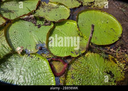 Amazonische Riesenlilienpolster aus Victoria im Amazonas-Regenwald, Peru, Südamerika. Stockfoto