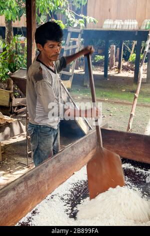 Man mitreißende Yuca, cssava, Cacao Island Indianergemeinde, Amazon Rain Forest, Peru, Südamerika. Stockfoto