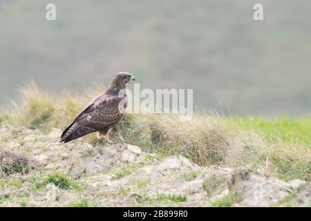 Gemeinsamer Bussard (Buteo Buteo), der auf Klumpen Erde auf dem Feld (Ackerland), Polen, ruht. Stockfoto