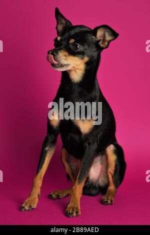 Der schöne kleine schwarze Hund von Toy Terrier Breed sitzt auf einem hellrosa Hintergrund.Nahaufnahme. Stockfoto