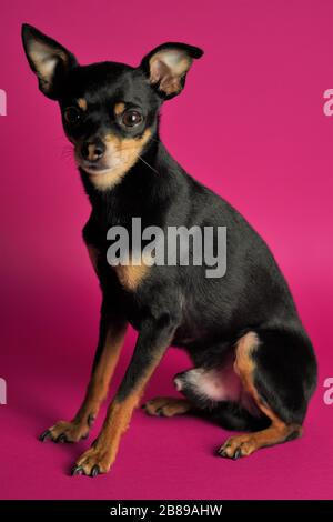 Der schöne kleine schwarze Hund von Toy Terrier Breed sitzt auf einem hellrosa Hintergrund.Nahaufnahme. Stockfoto