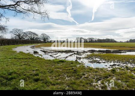 Überschwemmtes Feld mit Getreideernten unter Wasser, West Sussex, England, Großbritannien, März 2020 Überschwemmung Stockfoto