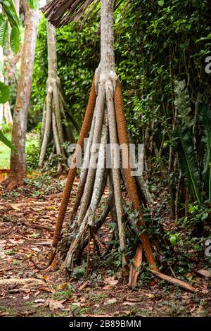 Socratea exorrhiza, Walking Palm oder Cashapona, Amazon, Leticia, Kolumbien, Südamerika. Die Handfläche, die sich buchstäblich bewegt, "läuft", um Sonnenlicht zu suchen. Stockfoto