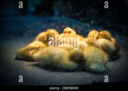 Frisch geschlüpfte Babyküken. PA Farm Show. Stockfoto