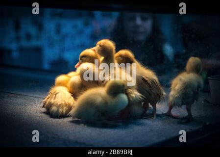 Frisch geschlüpfte Babyküken. PA Farm Show. Stockfoto