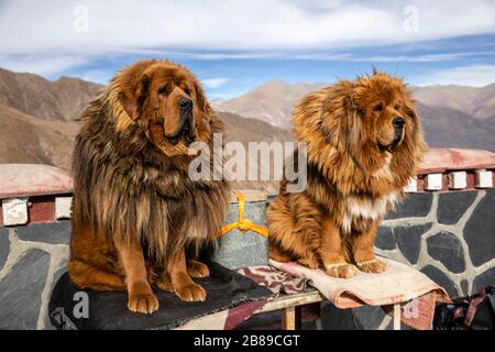 Tibetische Mastiff Hunde in Gyangze, Tibet Stockfoto