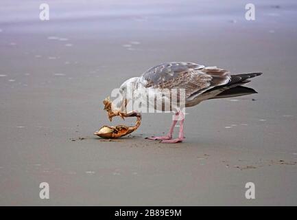 Eine unreife westliche Möwe, Larus occidentalis, isst ein Stück dungeness Crab, das mit der Flut an einer Pazifikküste von Oregon in der Nähe des aufgefuscht ist Stockfoto