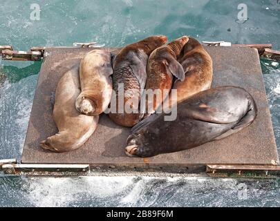 Wandernde kalifornische Seelöwen schlafen im Sonnenschein auf schwimmenden Docks entlang der Uferpromenade und der Bucht von Newport, Oregon. Sie sind zu einem von t geworden Stockfoto
