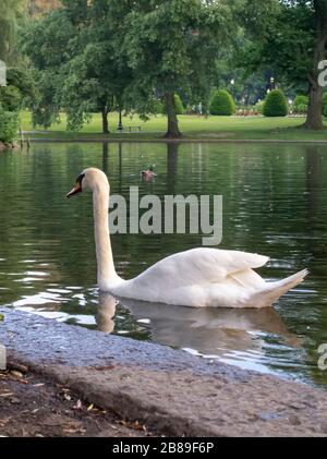 Ein wunderschöner Schwan, der im Teich im Boston Public Garden schwimmt Stockfoto