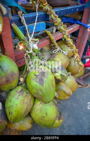 Ein Haufen exotischer reifer grüner Kokosnuss. Tropische frische Früchte, die mit einem Seil auf einer Holzkarre und zum Verkauf auf einem lokalen karibischen Bauernmarkt zusammengebunden sind. Ideal Stockfoto