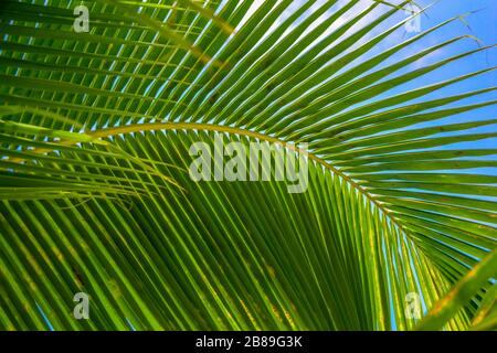 Eine Nahaufnahme des Blattes einer Palme. Grüne Natur Hintergrund einer schönen tropischen Pflanze mit ein wenig blauen Himmel im Rücken. Exotisches Makro Stockfoto