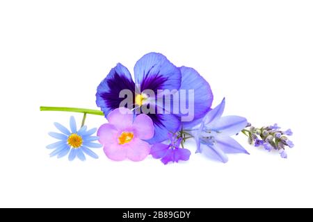 Sommer Blumen Hintergrund, schöne rosa und lila Blume, isoliert auf weißem Hintergrund Stockfoto