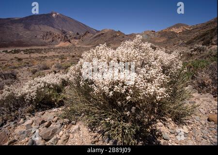 Cytisus supranubius, ein endemischer Fabaceae aus der subalpinen Zone von La Palma und Teneras Stockfoto