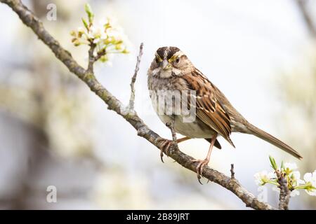 Ein Weißkehlchen, der in einem Pflaumenbaum thront Stockfoto