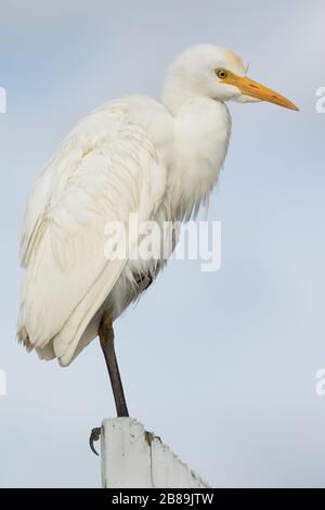 Ein Rinderreiher, der auf einem Zaun Pfosten thront Stockfoto