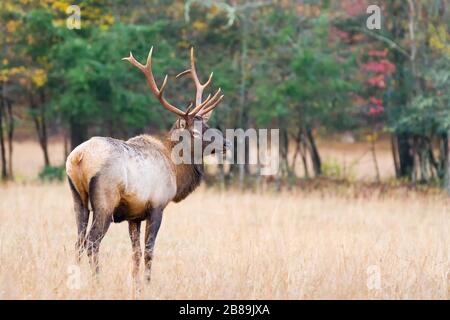 Ein junger Stier Elch Anwärter vor den Toren der älteren Stier Herde bewegen. Stockfoto